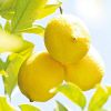 Weleda Citrus Erfrischende Feuchtigkeitslotion